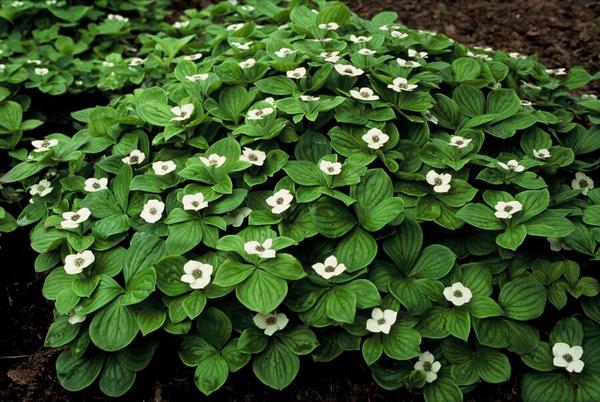 Cornus canadensis - ↕10-25cm - Ø9cm - 12x | Sierplantenshop 