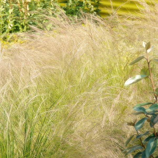 Stipa tenuissima 'Ponytails' - ↕10-25cm - Ø9cm - 12x | Sierplantenshop 