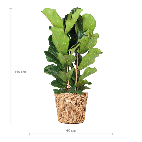 Ficus Lyrata XL met Torun mand - 140cm - Ø27 | Sierplantenshop 