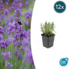 Lavandula ang. 'Munstead' - ↕10-25cm - Ø9cm - 12x | Sierplantenshop 