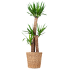 Yucca XL met Torun mand - 125cm - Ø24 | Sierplantenshop 