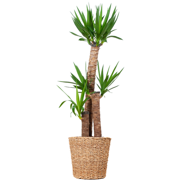 Yucca XL met Torun mand - 125cm - Ø24 | Sierplantenshop 