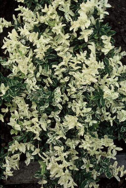 Euonymus fort. 'Harlequin' - ↕10-25cm - Ø9cm - 12x | Sierplantenshop 