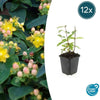 Hypericum inodorum 'Annebel' - ↕10-25cm - Ø9cm - 12x | Sierplantenshop 