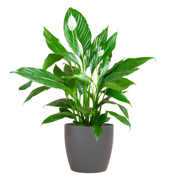 Spathiphyllum met Viber grijs - 80cm - Ø21 | Sierplantenshop 