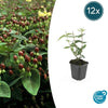 Hypericum inodorum 'Rheingold' - ↕10-25cm - Ø9cm - 12x | Sierplantenshop 