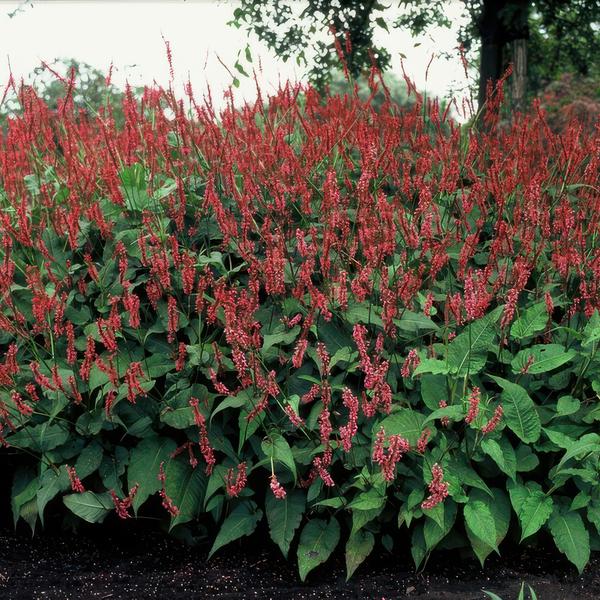 Persicaria amplexicaulis - ↕10-25cm - Ø9cm - 12x | Sierplantenshop 