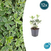 Pachysandra term. 'Variegata' - ↕10-25cm - Ø9cm - 12x | Sierplantenshop 