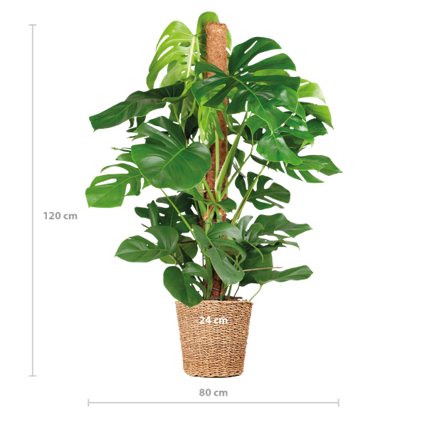 Monstera Deliciosa XL met Torun mand - 120cm - Ø24 | Sierplantenshop 