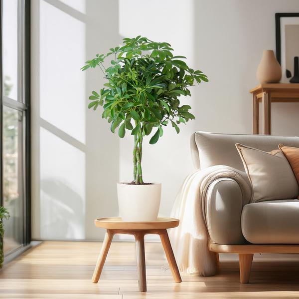 Schefflera Arab Nora met Viber wit  - 70cm - Ø21 | Sierplantenshop 