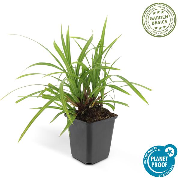 Carex morrowii 'Irish Green' - ↕10-25cm - Ø9cm - 12x | Sierplantenshop 