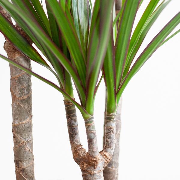 Dracaena Marginata met Viber pot grijs - 95cm - Ø21 | Sierplantenshop 