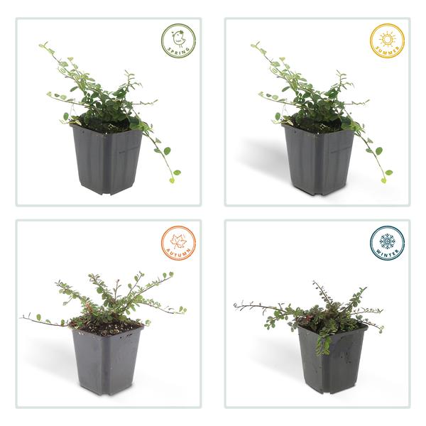 Cotoneaster pr. 'Streib's Findling' - ↕10-25cm - Ø9cm - 12x | Sierplantenshop 