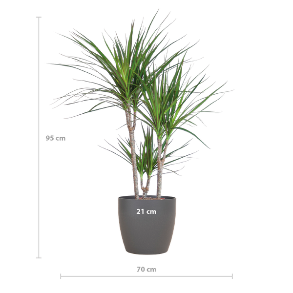 Dracaena Marginata met Viber pot grijs - 95cm - Ø21 | Sierplantenshop 