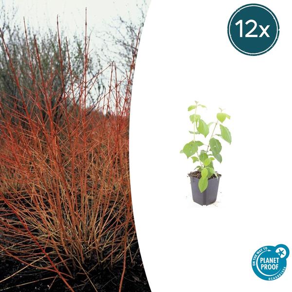 Cornus sang. 'Midwinter Fire' - ↕10-25cm - Ø9cm - 12x | Sierplantenshop 