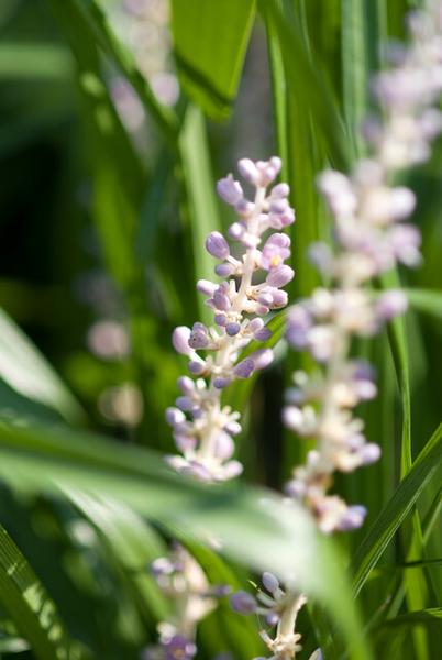 Liriope muscari 'Monroe White' - ↕10-25cm - Ø9cm - 12x | Sierplantenshop 