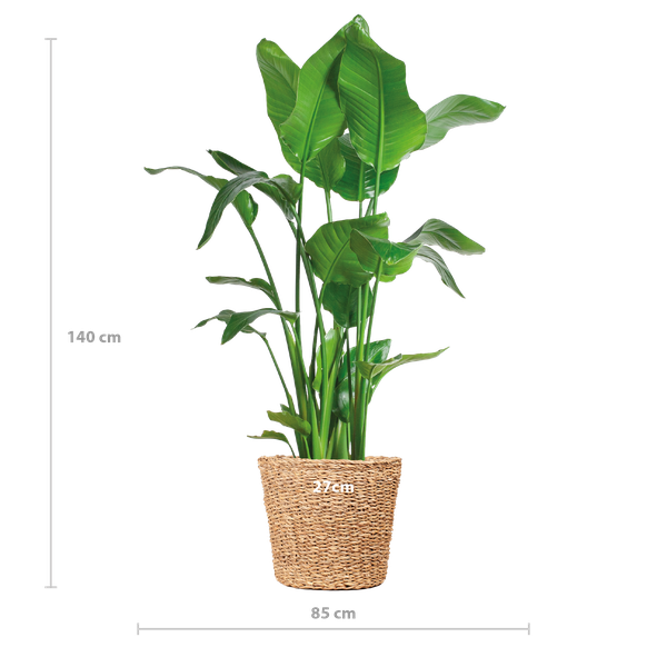 Strelitzia Nicolai XL met Torun mand - 140cm - Ø27 | Sierplantenshop 