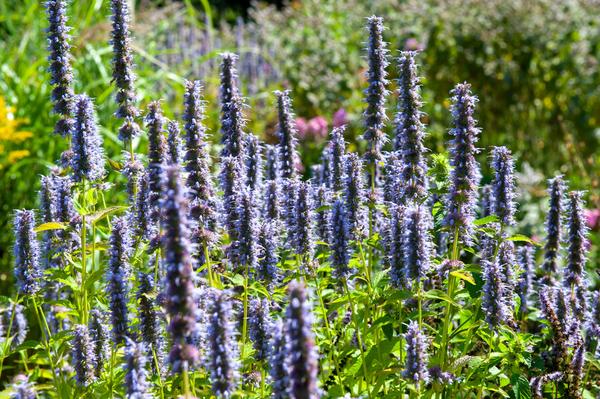 Agastache 'Black Adder' - ↕10-25cm - Ø9cm - 12x | Sierplantenshop 