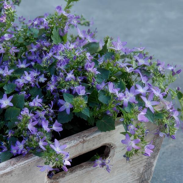 Campanula poscharskyana 'Stella' - ↕10-25cm - Ø9cm - 12x | Sierplantenshop 