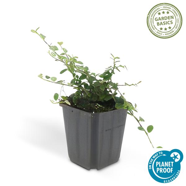 Cotoneaster pr. 'Streib's Findling' - ↕10-25cm - Ø9cm - 12x | Sierplantenshop 