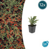 Cotoneaster horizontalis - ↕10-25cm - Ø9cm - 12x | Sierplantenshop 