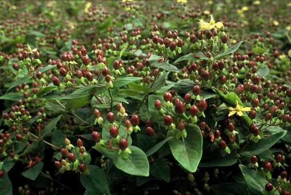 Hypericum inodorum 'Rheingold' - ↕10-25cm - Ø9cm - 12x | Sierplantenshop 