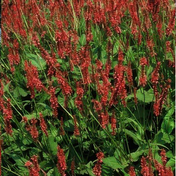 Persicaria amplexicaulis - ↕10-25cm - Ø9cm - 12x | Sierplantenshop 