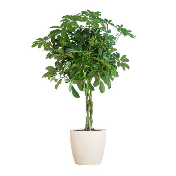 Schefflera Arab Nora met Viber wit  - 70cm - Ø21 | Sierplantenshop 