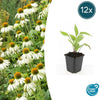 Echinacea p. 'White Swan' - ↕10-25cm - Ø9cm - 12x | Sierplantenshop 