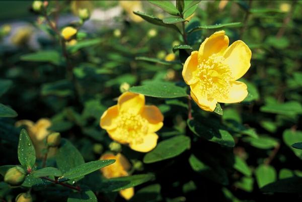 Hypericum dummeri 'Peter Dummer' - 12x -↕15cm