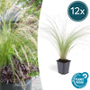 Stipa tenuissima 'Ponytails' - ↕10-25cm - Ø9cm - 12x | Sierplantenshop 