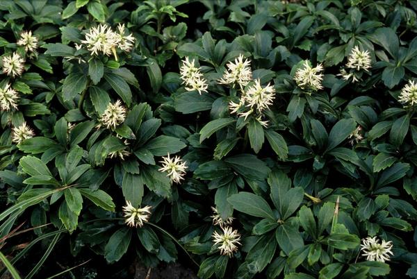 Pachysandra term. 'Green Sheen' - ↕10-25cm - Ø9cm - 12x | Sierplantenshop 