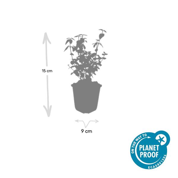 Euonymus fortunei radicans - ↕10-25cm - Ø9cm - 12x | Sierplantenshop 