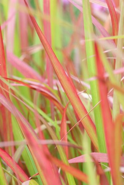 Imperata cylindrica 'Red Baron' - ↕10-25cm - Ø9cm - 12x | Sierplantenshop 