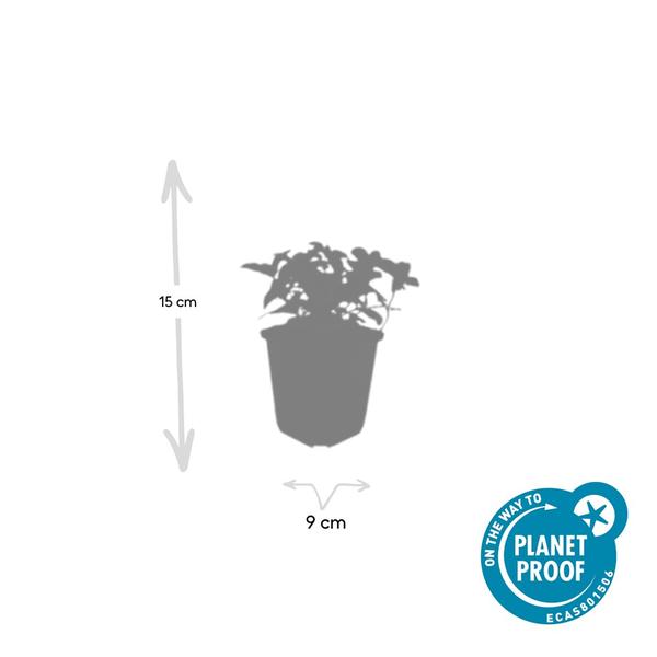 Cornus canadensis - ↕10-25cm - Ø9cm - 12x | Sierplantenshop 