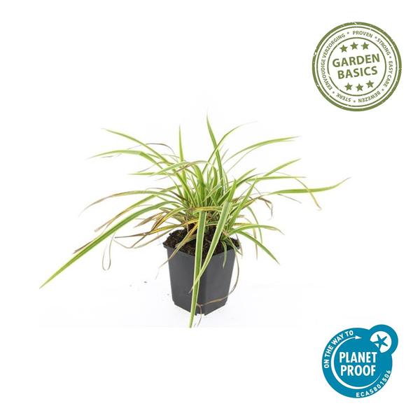 Carex morrowii 'Aureovariegata'  - ↕10-25cm - Ø9cm - 12x | Sierplantenshop 