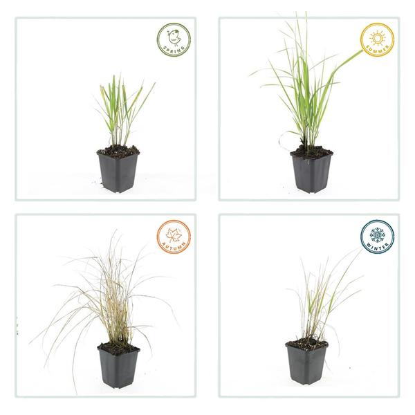 Calamagrostis acut. 'Karl Foerster'  - ↕10-25cm - Ø9cm - 12x | Sierplantenshop 