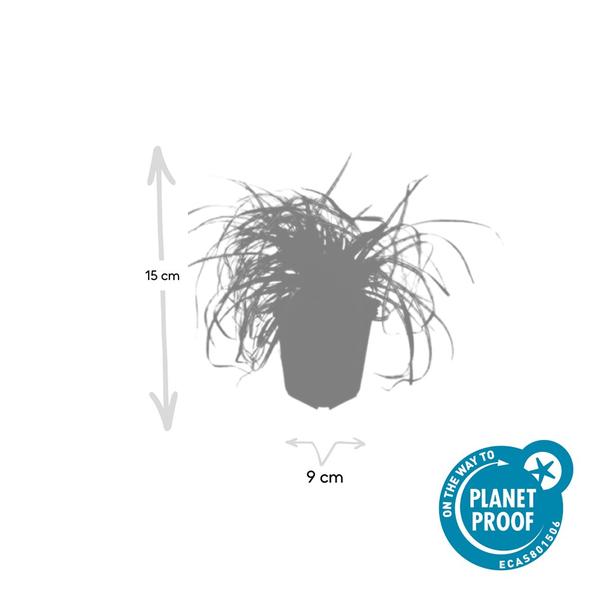 Carex oshim. 'Evergold'  - ↕10-25cm - Ø9cm - 12x | Sierplantenshop 