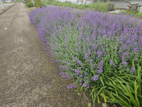 Nepeta 'Walker's Low' - ↕10-25cm - Ø9cm - 12x | Sierplantenshop 