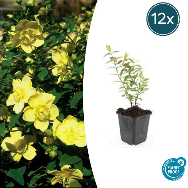 Hypericum 'Hidcote' - ↕10-25cm - Ø9cm - 12x | Sierplantenshop 