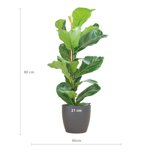 Ficus Lyrata met Viber pot grijs - 80cm - Ø21 | Sierplantenshop 