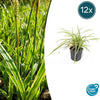 Carex morrowii 'Aureovariegata'  - ↕10-25cm - Ø9cm - 12x | Sierplantenshop 