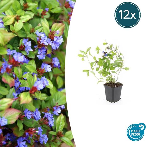 Ceratostigma plumbaginoides  - ↕10-25cm - Ø9cm - 12x | Sierplantenshop 