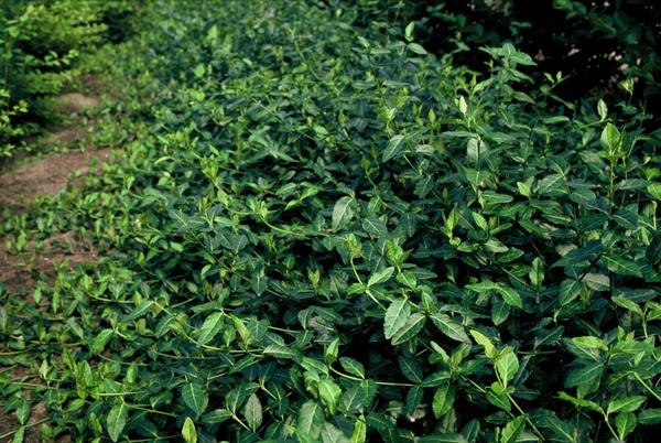 Euonymus fort. 'Dart's Blanket' - ↕10-25cm - Ø9cm - 12x | Sierplantenshop 