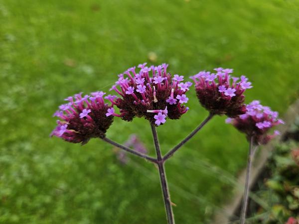 Verbena bon. 'Lollipop' - ↕10-25cm - Ø9cm - 12x | Sierplantenshop 