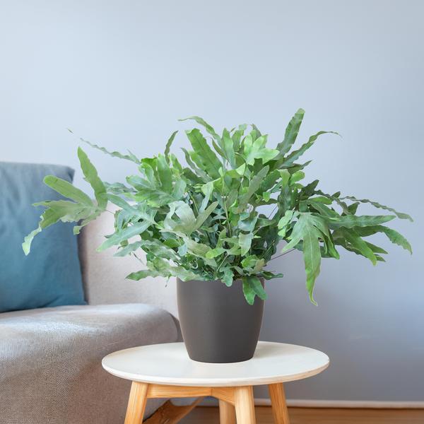 Phlebodium Aureum 'Blue Star' met Viber grijs - 40cm - Ø17 | Sierplantenshop 