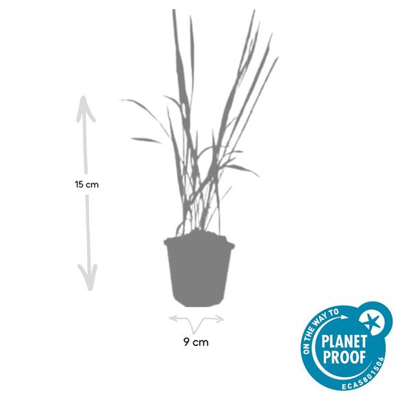 Imperata cylindrica 'Red Baron' - ↕10-25cm - Ø9cm - 12x | Sierplantenshop 