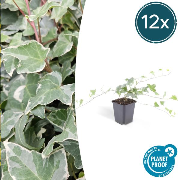 Hedera helix 'Glacier' - ↕10-25cm - Ø9cm - 12x | Sierplantenshop 