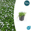 Isotoma fluviatilis 'Alba'- ↕10-25cm - Ø9cm - 12x | Sierplantenshop 