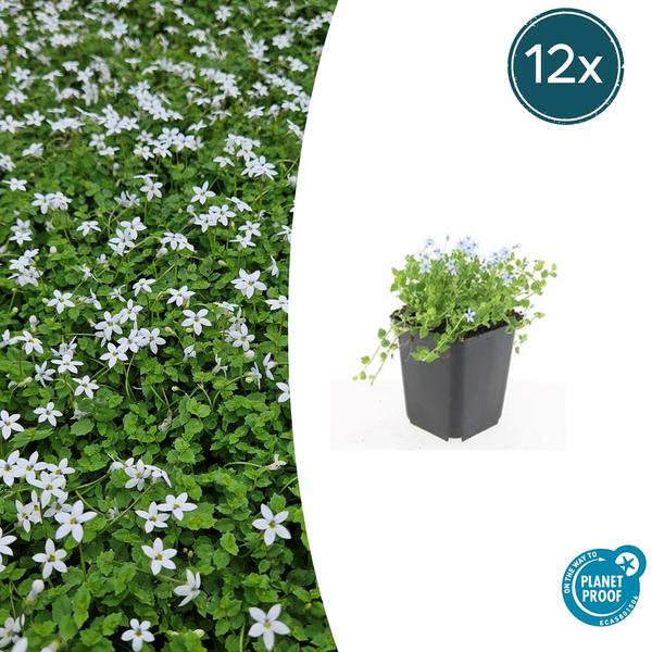 Isotoma fluviatilis 'Alba'- ↕10-25cm - Ø9cm - 12x | Sierplantenshop 